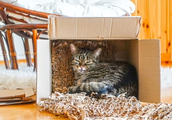 Quick Tips for Moving with Pets Long Distance