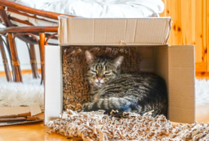 Cat sitting inside a cardboard moving box