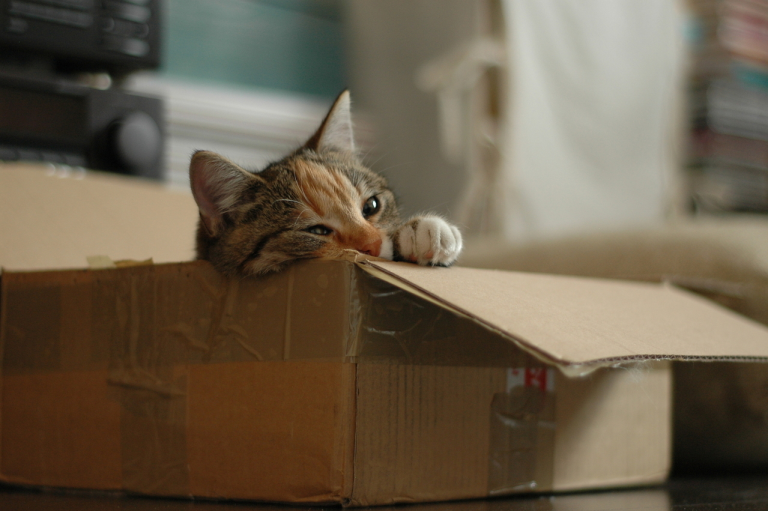 NYC pet moving company NYC pet moving company