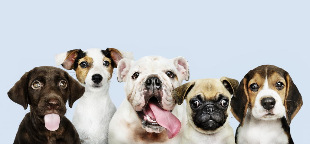 Pet Eviction Notice Pet Eviction Notice