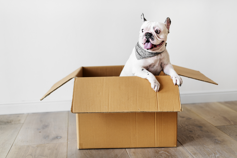Tips for Moving With Pets Long Distance Tips for Moving With Pets Long Distance